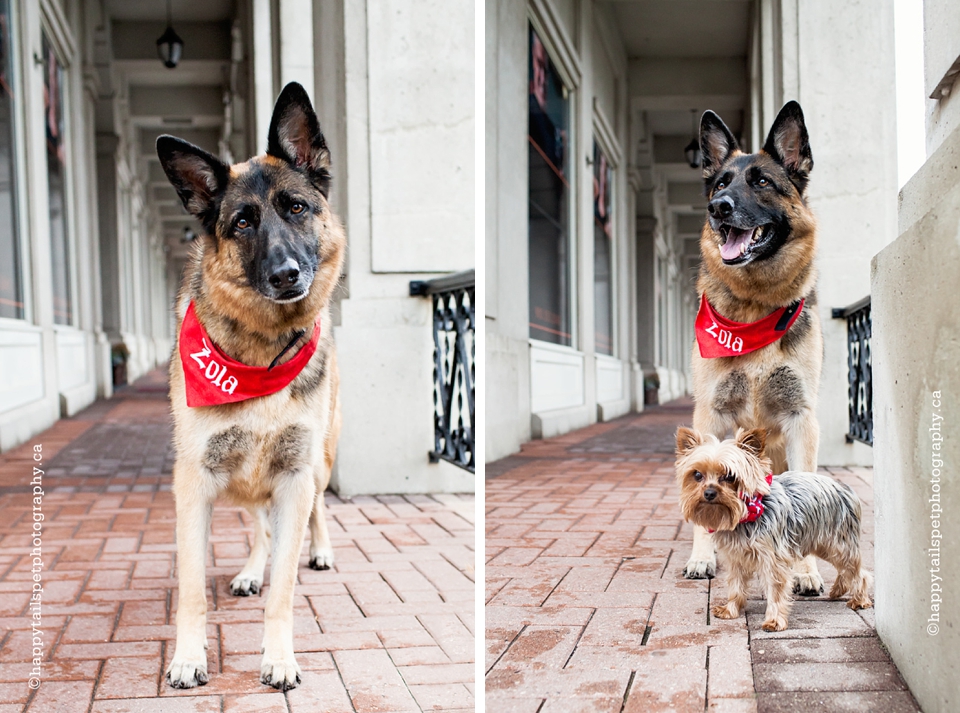 Urban burlington pet photography at artisan's walk.