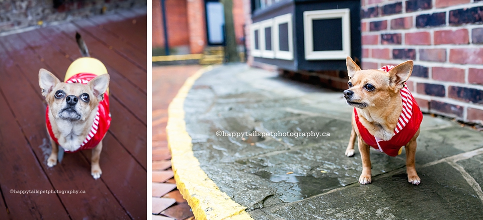 Rainy day pet photography of chihuahua at Artisan's Walk in Burlington.