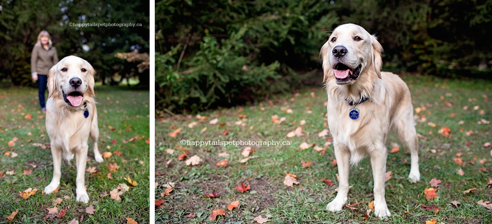 Halton pet photography.