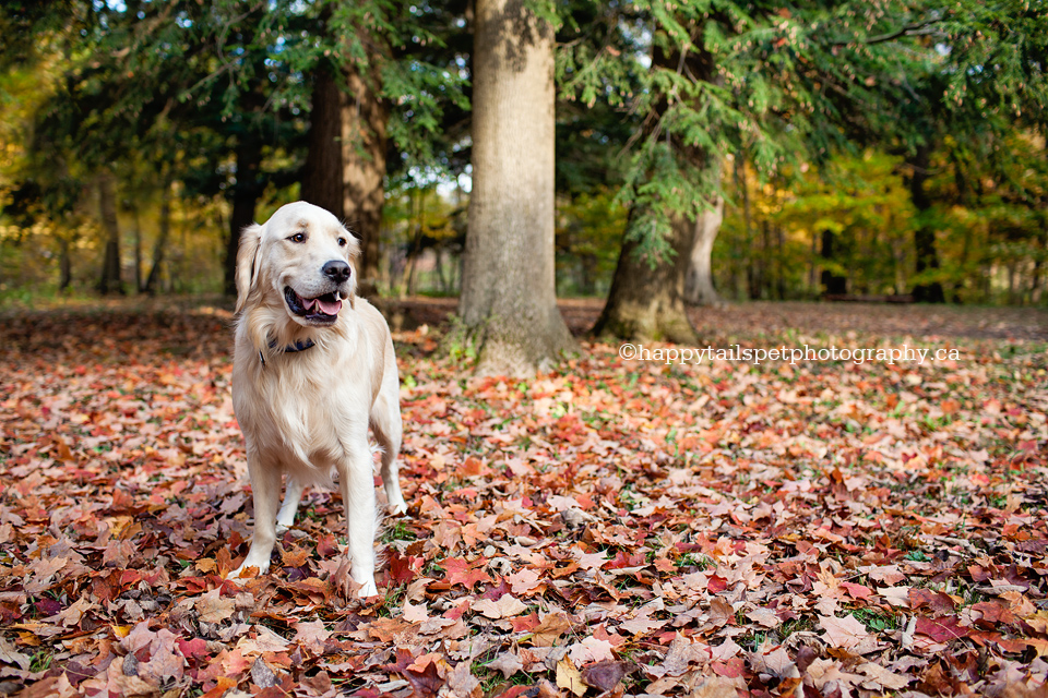 Golden retriever dog in leaves in Lowville Park, Milton.