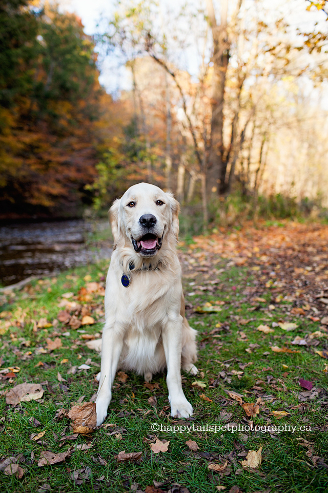 Autumn dog photography on Burlington trail.