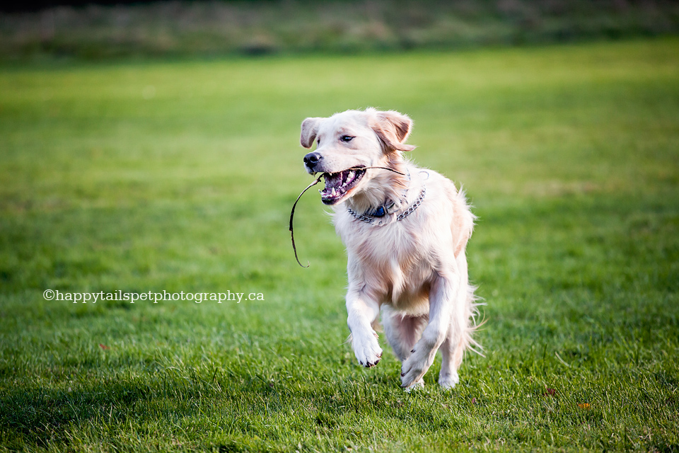 Lowville Park pet photography of happy golden retriever with stick, pet action shot.