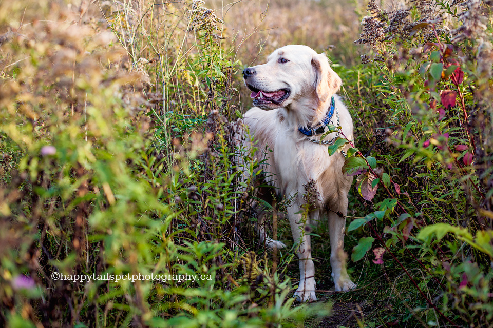 Candid pet photography of golden retriever in natural outdoor setting of Ontario park.