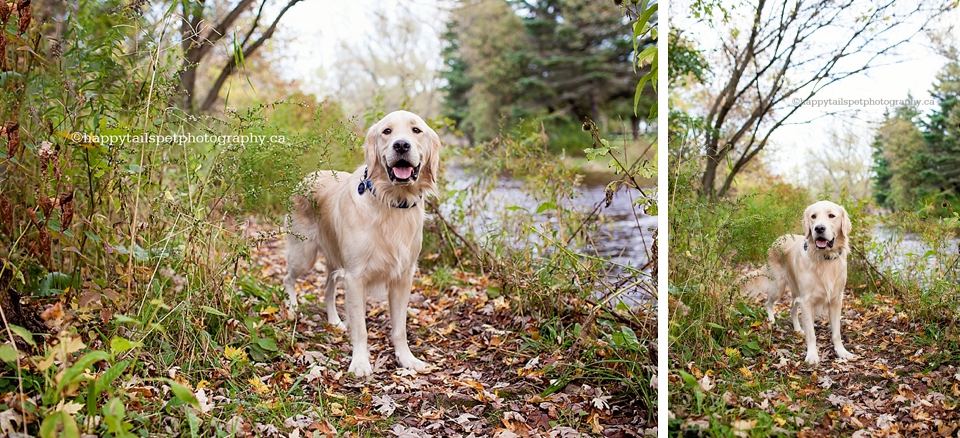 Beautiful dog photography of golden retriever next to a river.