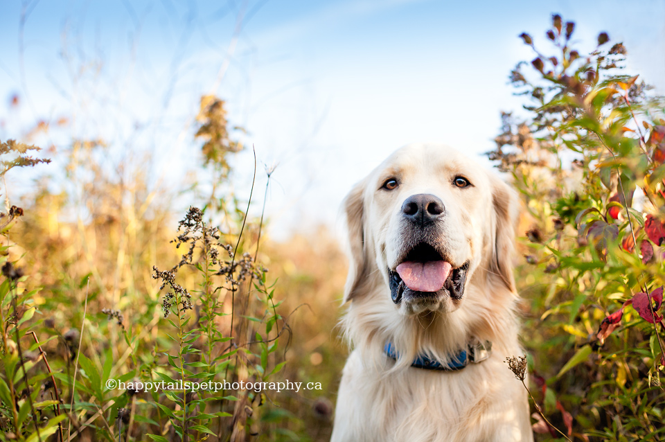 halton pet photographer