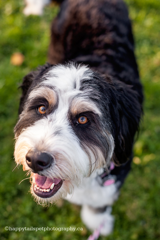 bernedoodle pet portrait by GTA pet photographer.