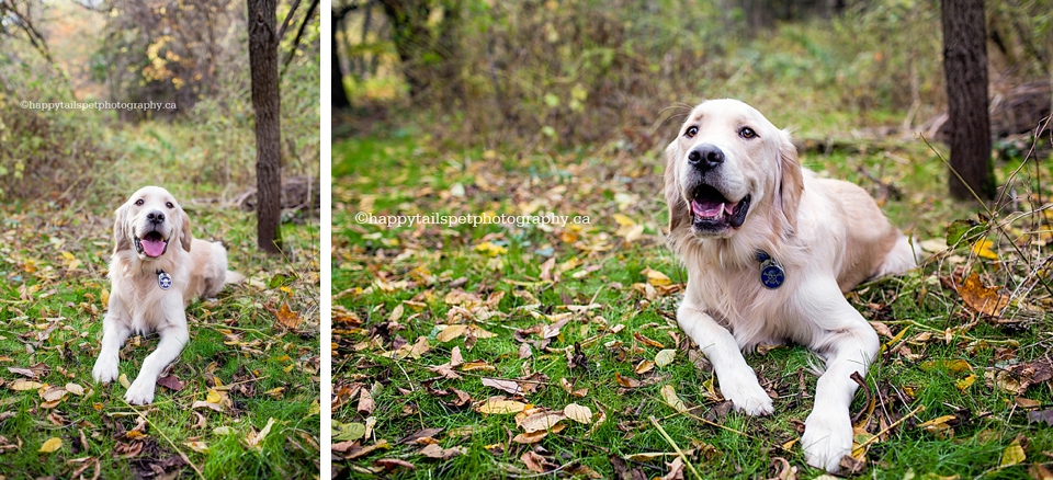 Colourful, warm, happy Burlington pet photography of cute dog.