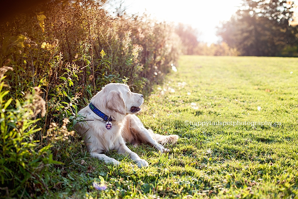 Dog in the sunlight, candid pet photography.