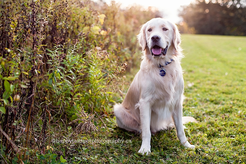 Golden retriever dog at golden hour, Burlington, Ontario dog photography.