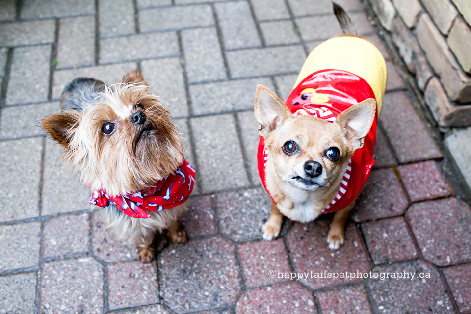 Yorkie and chihuahua dogs pose for Ontario pet photography session.