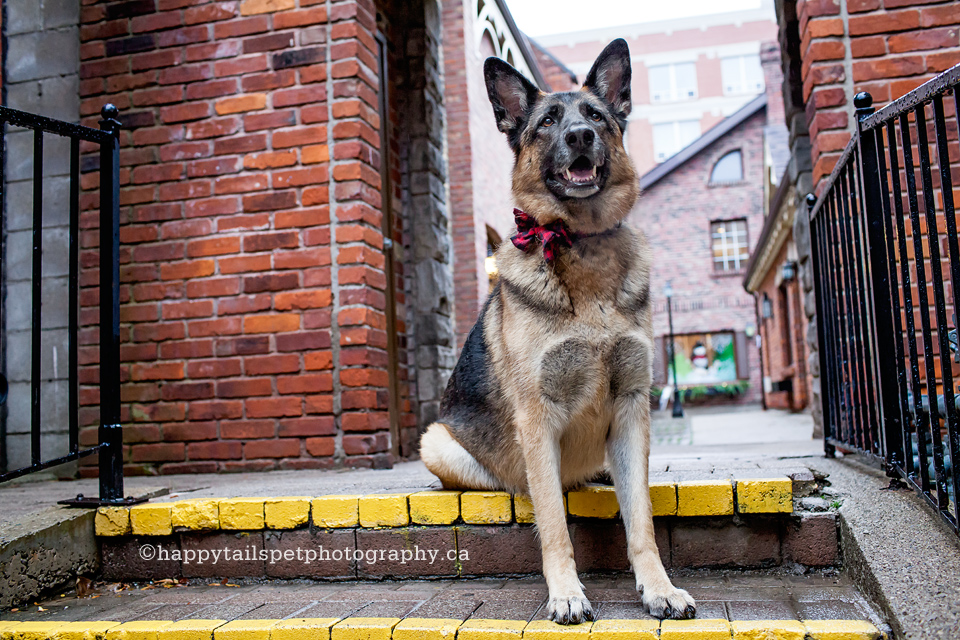 Burlington Ontario pet photography.