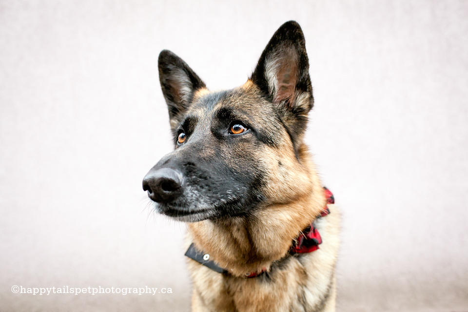 Husky portrait by Ontario pet photographer.