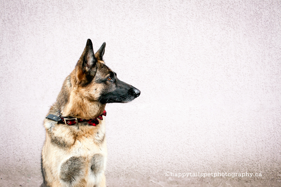 Dog portrait of a husky against a textured building.