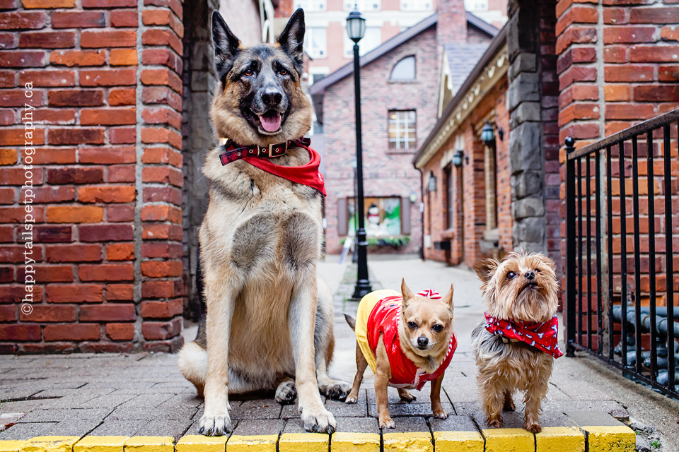 Three dogs in a brick lane in downtown urban setting, Ontario pet photographer.