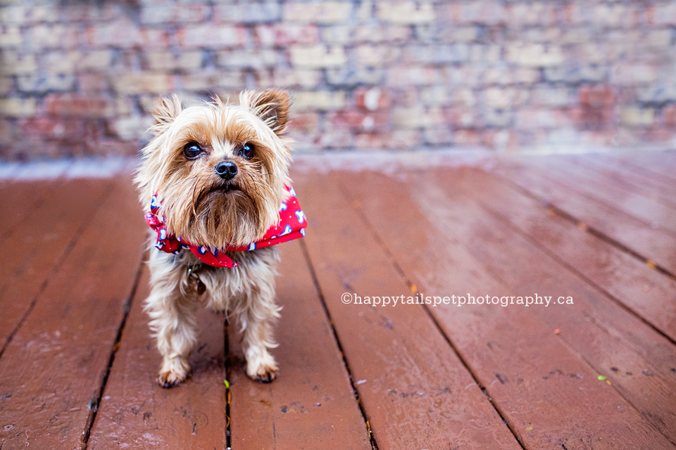 Yorkie dog portrait in downtown burlington, ontario.