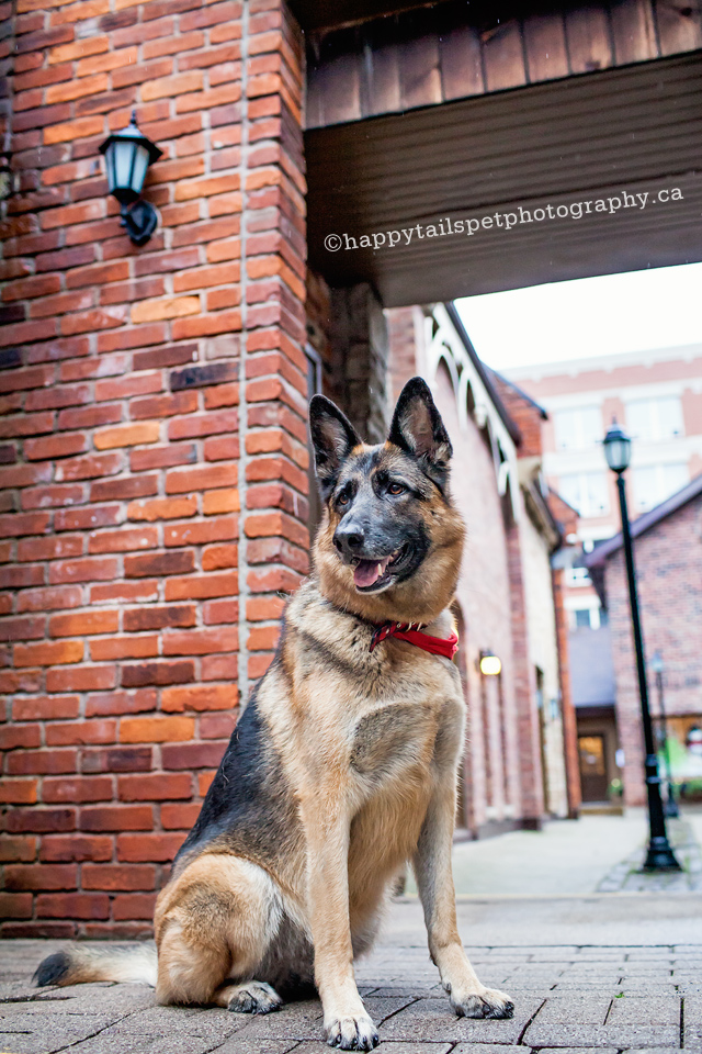 Urban dog photographer, Ontario.