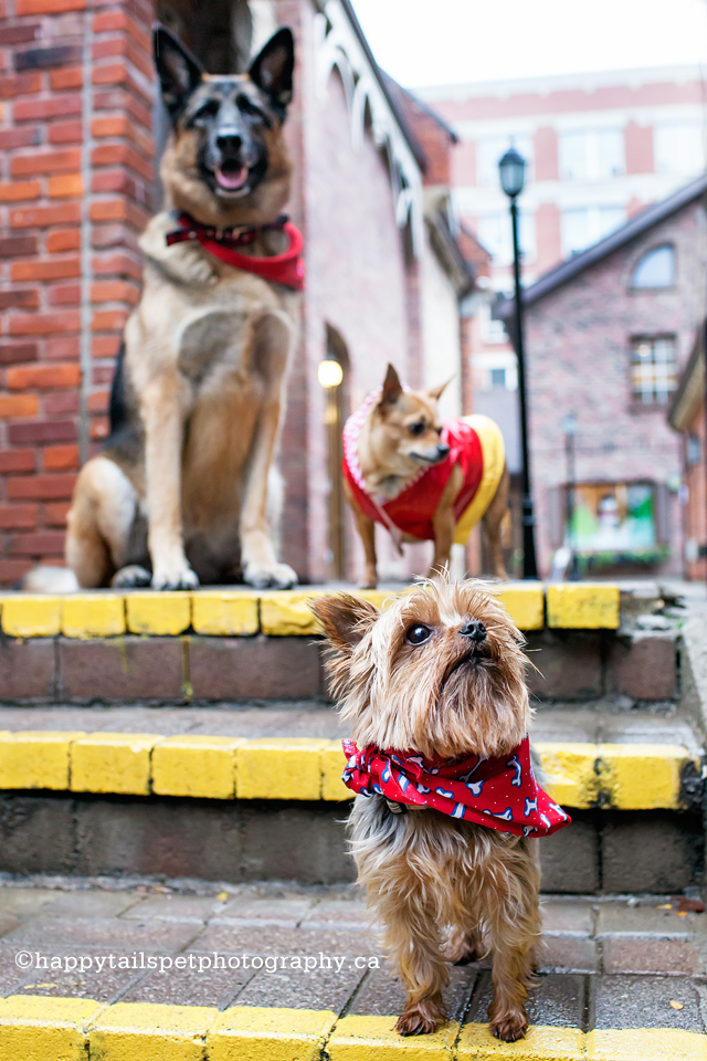 Urban dog photographer, Ontario and GTA.