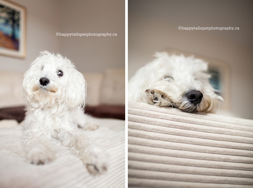Pet portraits of a small white dog in a suburban home in Ontario.