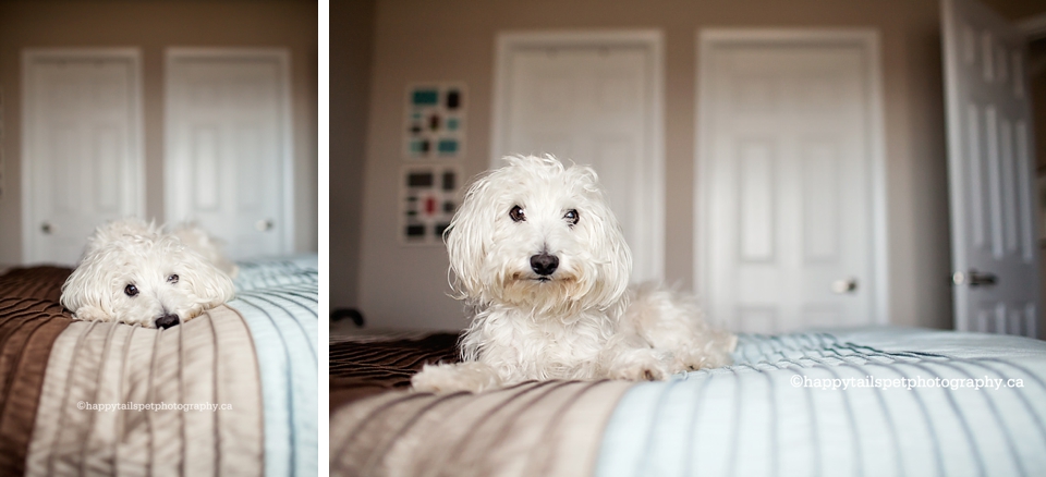 Small white schnoodle lays on owner's bed.