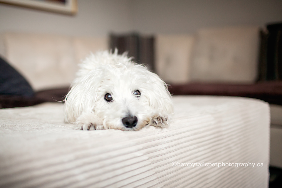 Cute schnoodle dog on a couch in Milton, Ontario.