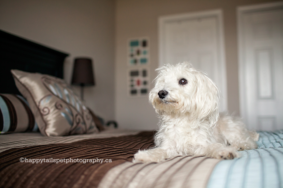 Casual, candid, lifestyle pet photography in the comfort of home in GTA.