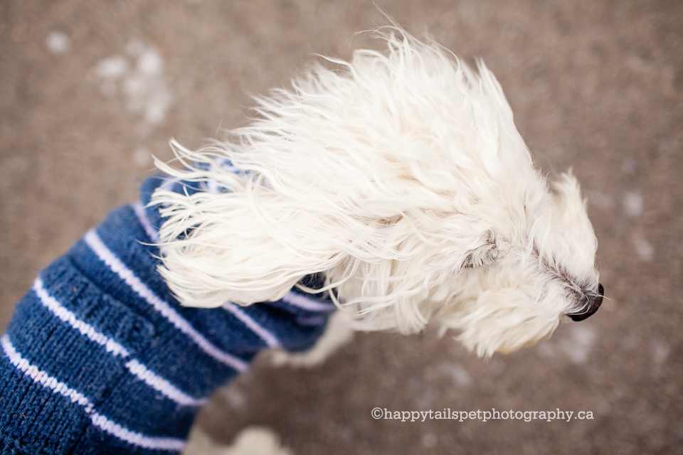 Schnoodle dog in the wind on a winter day in Milton.