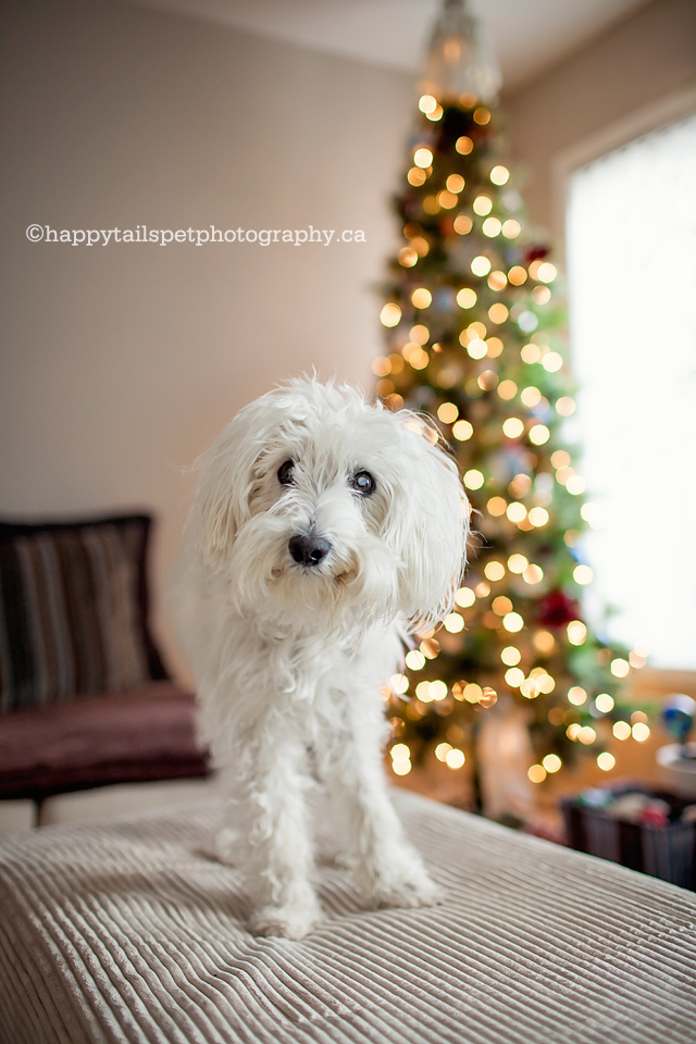 holiday dog photography in ontario.