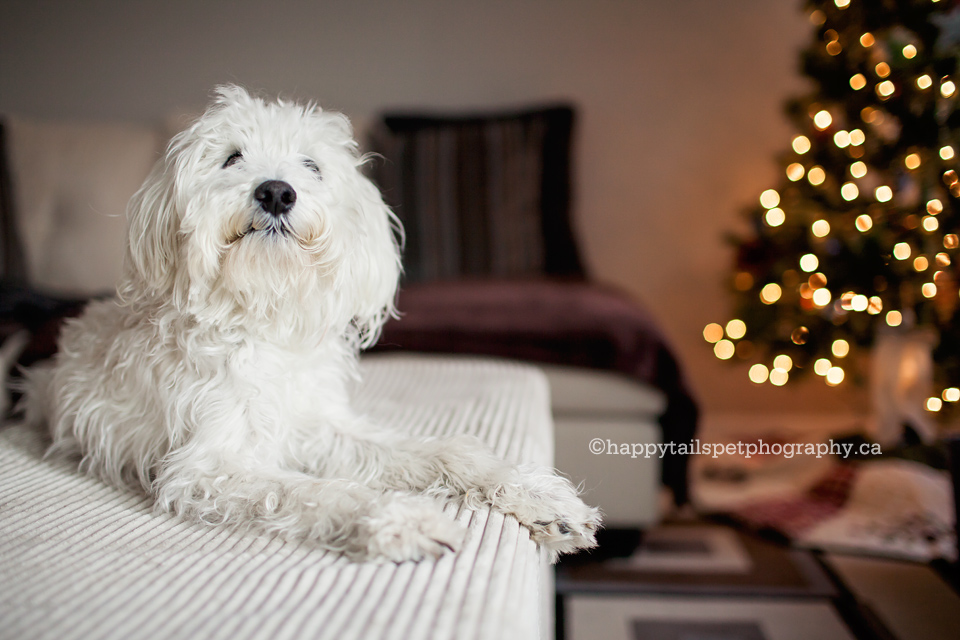 Schnoodle dog photography in Ontario.