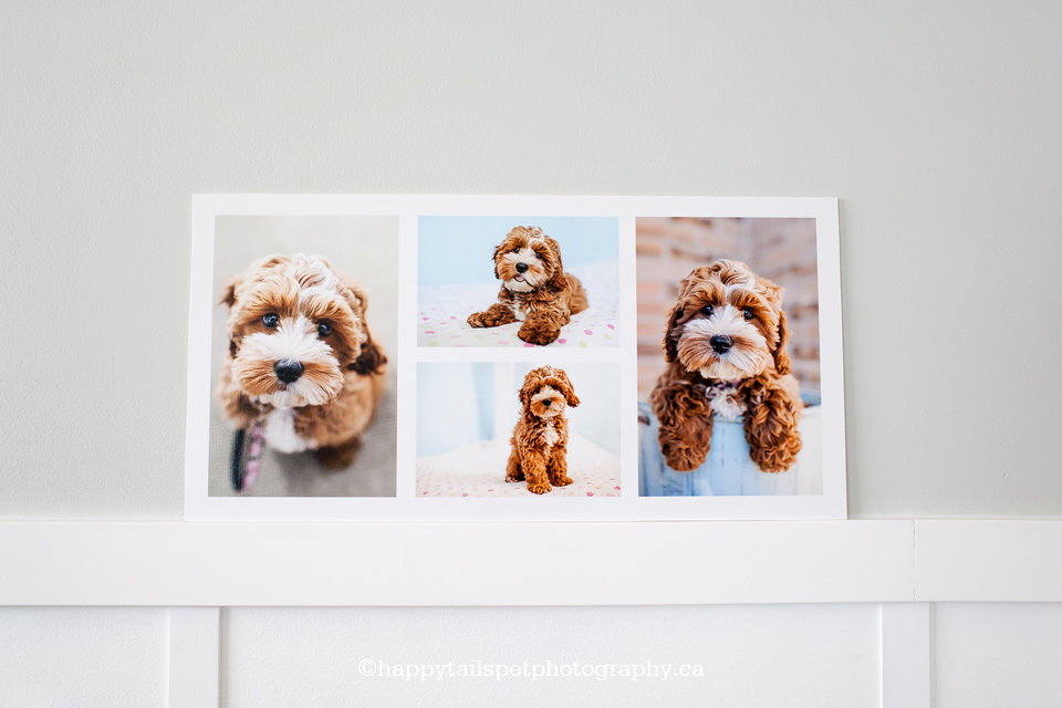storyboards are here! | pet photography storyboard