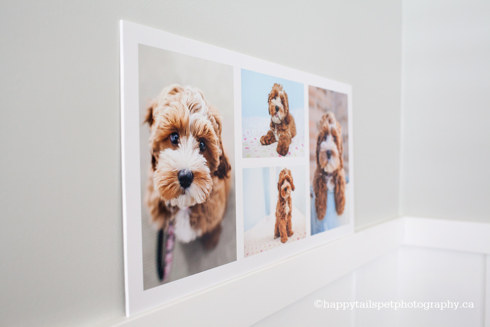 Photography storyboards, Burlingto pet photographer.