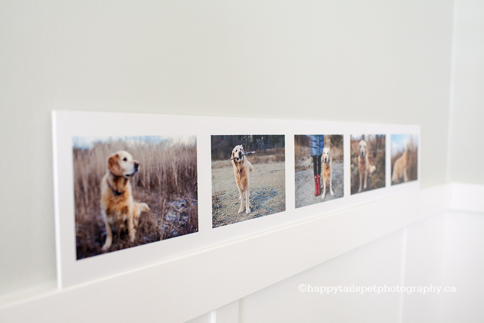 Custom pet photography products, prints and canvas, Ontario pet photographer.