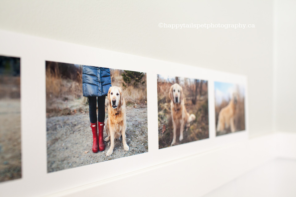 High quality, custom, modern products from Ontario and GTA pet photographer.