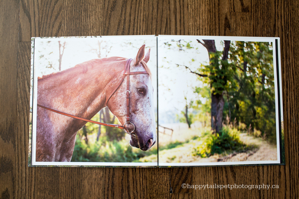 hardcover photo book | ontario horse photography