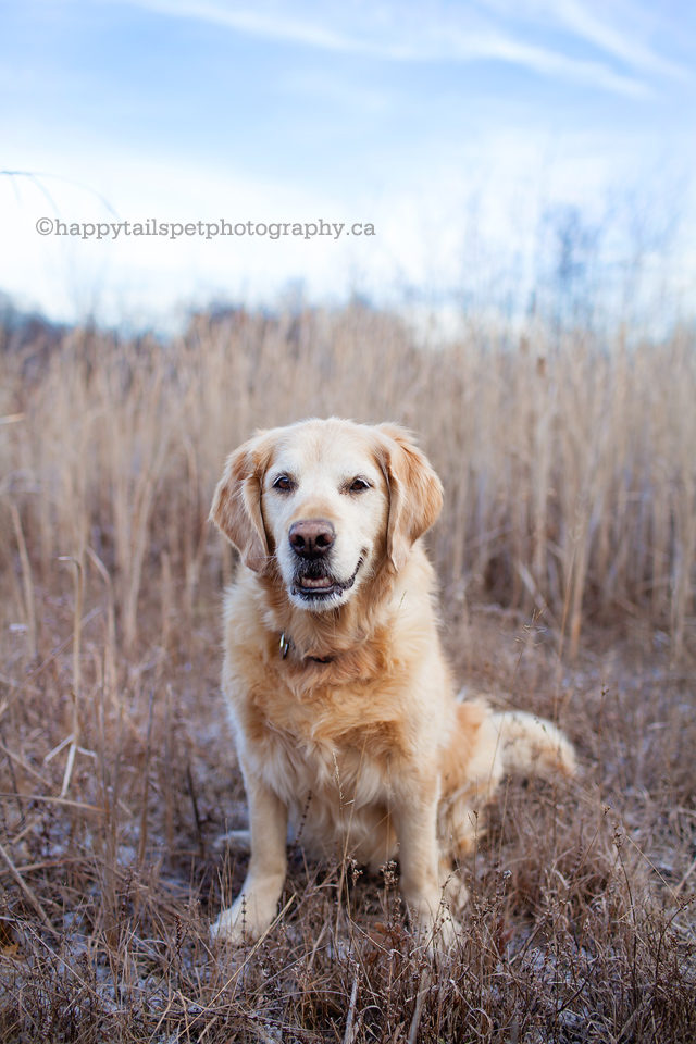Senior pet photography of golden retriever dog, Burlington.