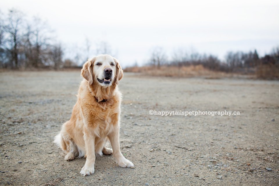 Smiling senior golden retriever dog with white face in Ontario park.