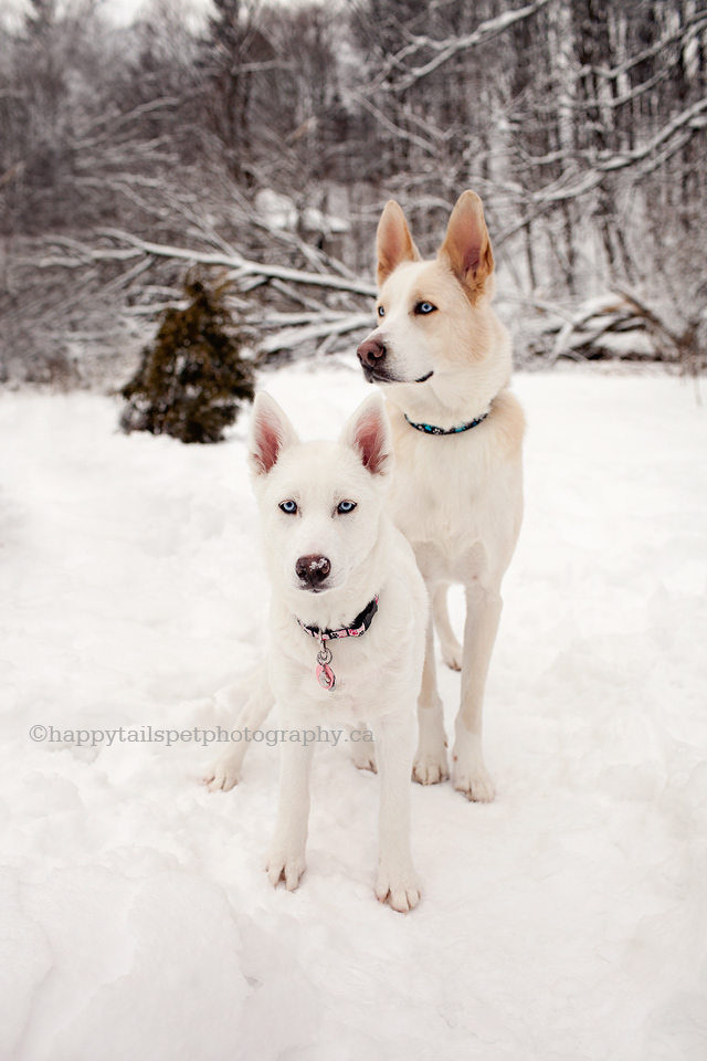 Outdoor winter pet photography in the snow at Lowville Park.