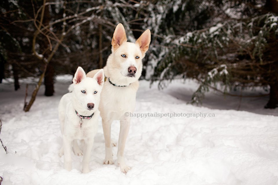 Burlington winter pet photography, Lowville Park, Milton, GTA and Toroto pet photography.