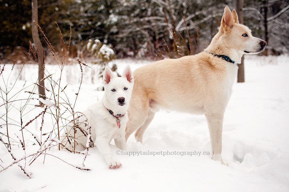 Natural winter dog photography in Milton Lowville Park.