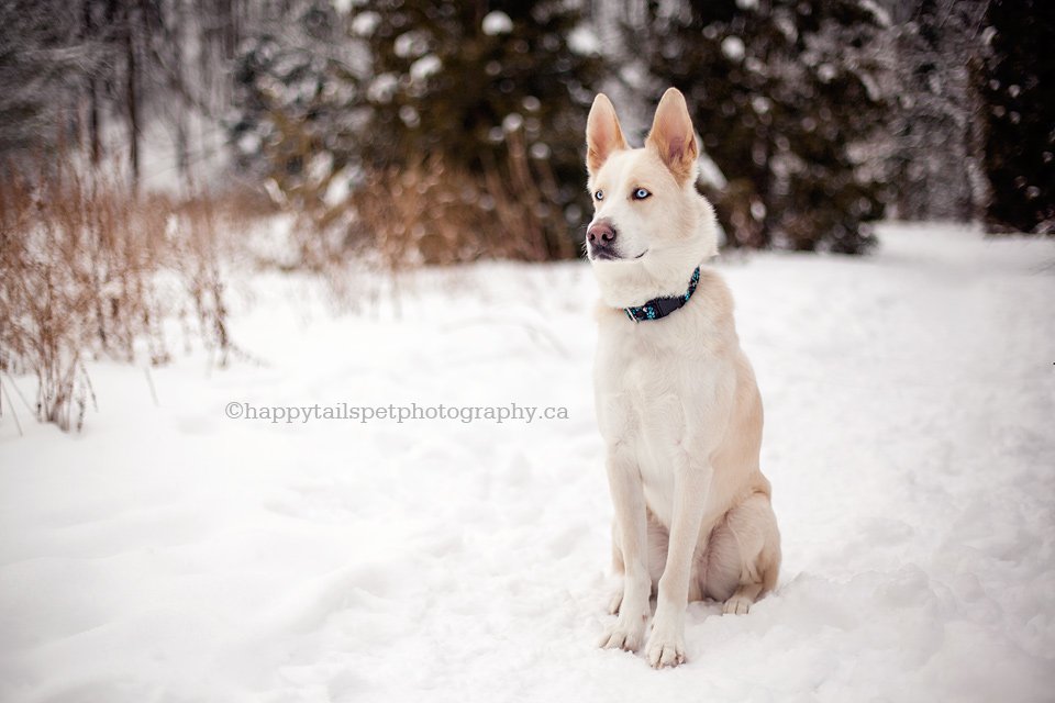 Pet portrait of white husky dog on outdoor trail in natural Ontario park at winter.