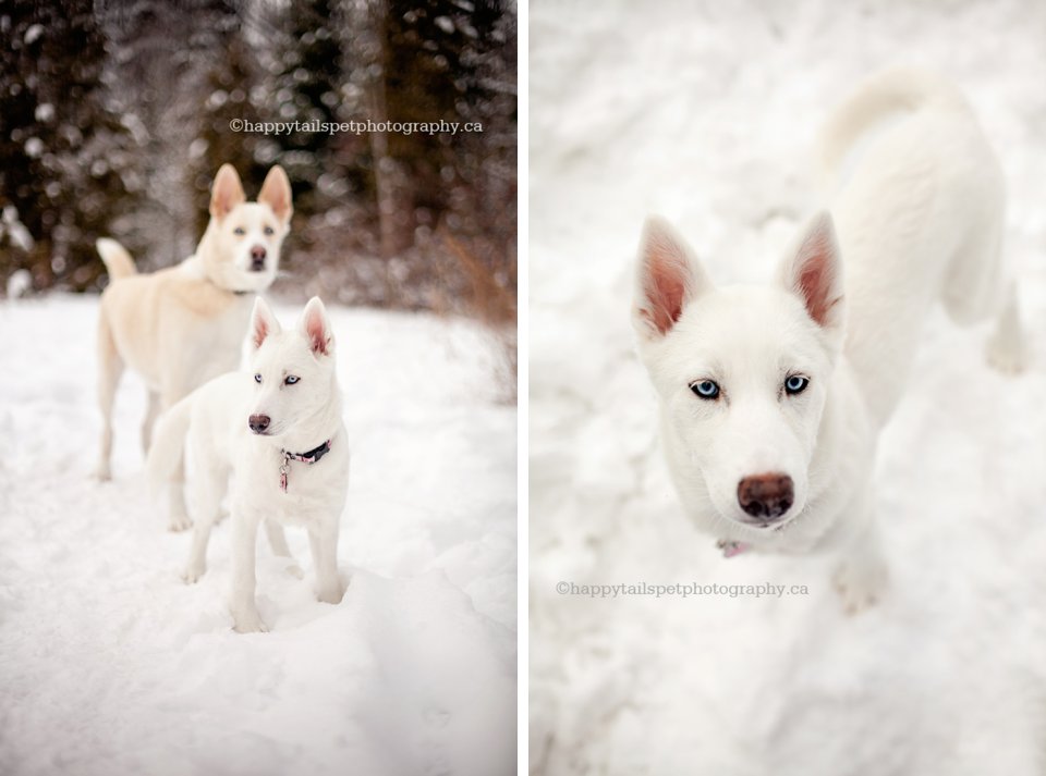 Two dogs in the forest, playing in the snow in Milton park.