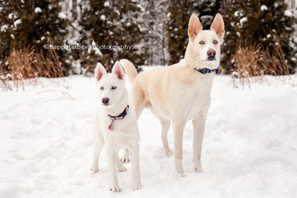 Candid, natural, genuine pet portrait of husky dog's in rustic outdoor setting with natural light in Halton conservation area.