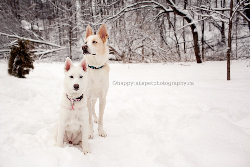 Two husky dogs in the snow for winter pet photography in Ontario.