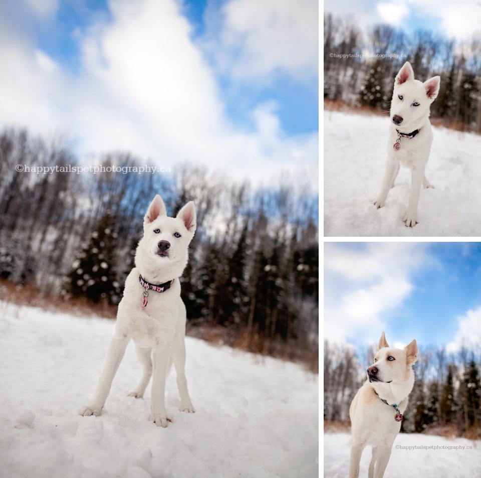 White husky puppy and vibrant blue sky, Lowville park pet photography.