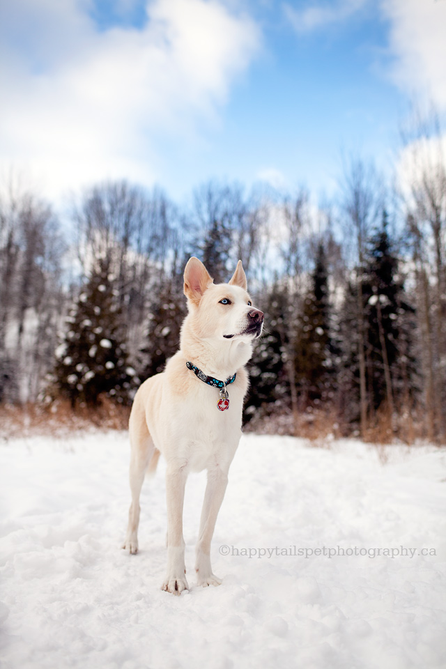 Lowville Park dog photographer, Halton, Milton, Burlington, GTA