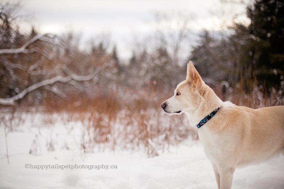 Burlington Ontario pet photographer.