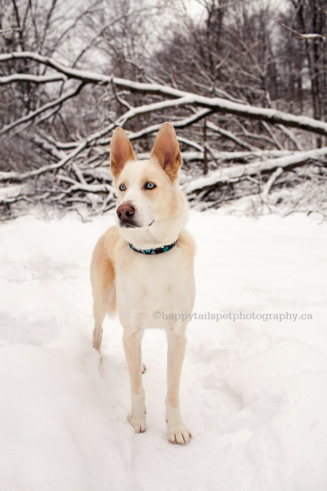 Natural outdoor dog photography in snow.