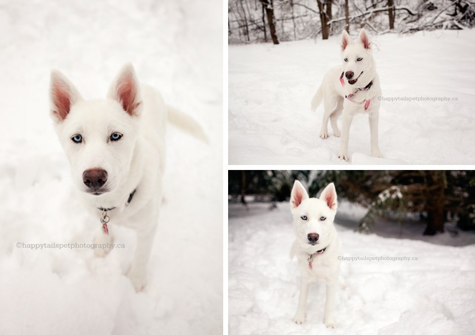 White husky puppy playing in the snow by Ontario dog photographer.