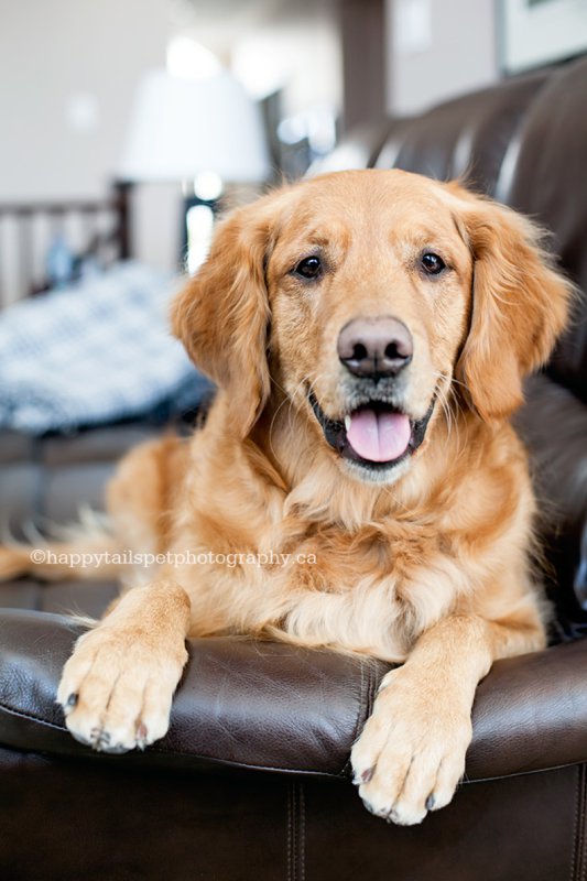 Natural pet portrait of happy golden retriever dog on a couch in a Kitchener home.