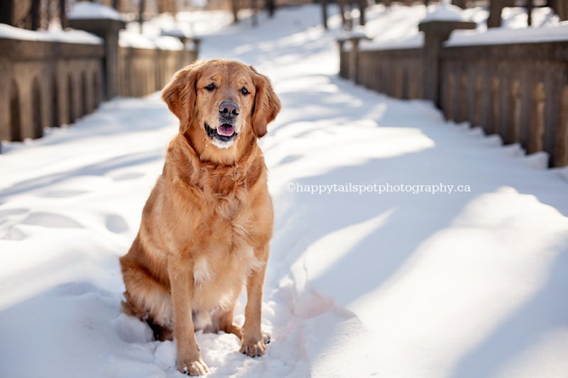 A handsome golden retriever dog sits on a snowy bridge close to Chicopee Ski Hill. 