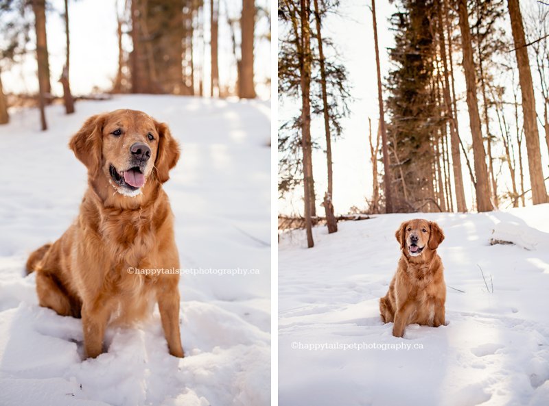 Dog photography in woods surrounding Chicopee Ski Hill in Kitchener, Ontario during winter.